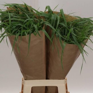 Freshy Panicum Virgatum “Fontaine” | Farbe: Grün | Länge ± 80 centimeter | Pro 50 Stielen frische Blumen