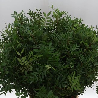 Freshy Pistacia Select Snijgroen | Kleur: Groen | Lengte ± 50 centimeter | Per 5 bossen