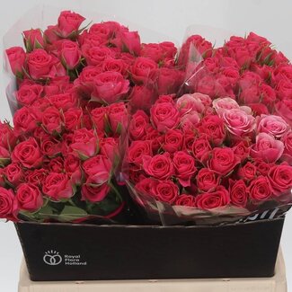 Freshy Rosier en grappe hollandais “Sylvana” | Couleur: Rose | Longueur ± 40 centimeter | Par 20 roses