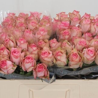 Freshy Roses “Paloma Steffi” | Colour: Pink | Length ± 50 centimetre | Per 10 roses