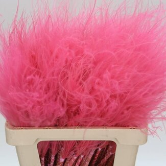 Freshy Stipa Vedergras 10 Pluimen | Kleur: Roze | Lengte ± 60 centimeter | Per 5 bossen
