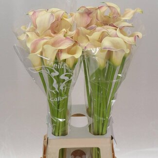 Freshy Zantedeschia Calla “Blushing Lady” | Kleur: Geel | Lengte ± 80 centimeter | Per 10 verse bloemen