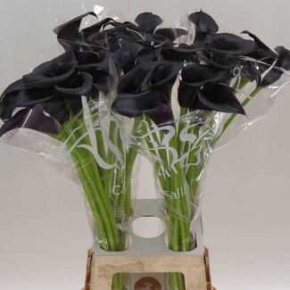 Freshy Zantedeschia Calla “Cantor” | Couleur: Noir | Longueur ± 80 centimeter | Par 10 fleurs fraîches