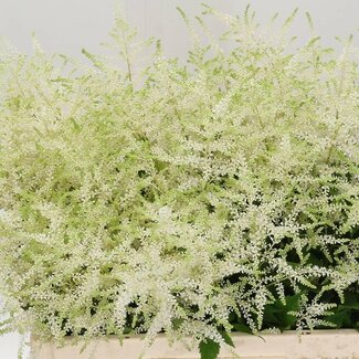 Freshy Astilbe Japonica “Washington” | Kleur: Wit | Lengte ± 60 centimeter | Per 10 stelen verse bloemen
