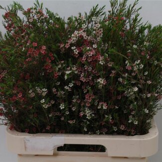Freshy Chamelaucium Uncinatum Waxflower “My Sweet 16” | Kleur: Wit | Lengte ± 70 centimeter | Per 25 verse bloemen