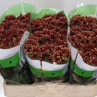 Freshy Chrysanthemum Chrysant Santini “Miri Geel” | Kleur: Rood | Lengte ± 55 centimeter | Per 25 stelen verse bloemen