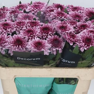 Freshy Deko Chrysanthemum Chrysant “Pip” | Farbe: Lila | Länge ± 70 centimeter | Pro 10 frische Blumen