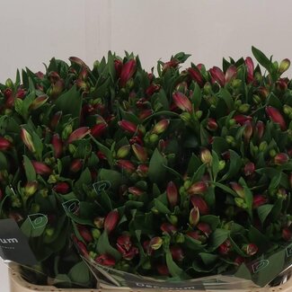 Freshy Alstroemeria “Bikini” | Couleur: Rose | Longueur ± 75 centimètre | Par 10 tiges de fleurs fraîches
