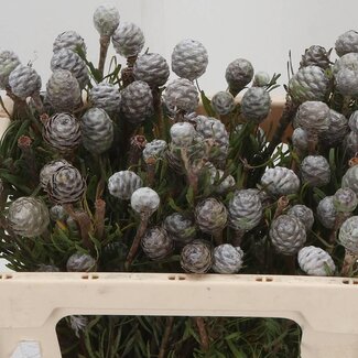 Freshy Leucadendron Galpinii | Farbe: Grün | Länge ± 50 Zentimeter | Pro 10 frische Blumen