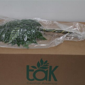 Freshy Rumohra Ledervaren Sous vide | Couleur: Vert | Longueur ± 50 centimeter | 35 branches par botte | Par 5 bottes