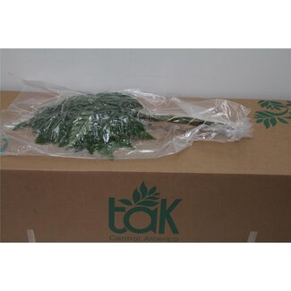 Freshy Rumohra Lederfarn Vakuumverpackt | Farbe: Grün | Länge ± 50 centimeter | 35 Zweige pro Bündel | Pro 5 Bündel