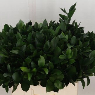 Freshy Ruscus Hypophyllum Muizendoorn | Couleur: Vert | Longueur ± 60 centimeter | Par 50 branches