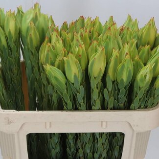 Freshy Leucadendron Procerum | Couleur: Blanc | Longueur ± 70 centimeter | Par 20 fleurs fraîches