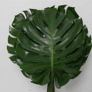 Freshy Monstera Lochpflanze “Impatiens” | Farbe: Grün | Durchmesser 35 centimeter | Länge ± 70 centimeter | Pro 10 frische Stiele