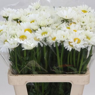 Freshy Leucanthemum Vulgare “Rheinblick” Daisy | Colour: White | Length ± 60 centimetre | Per 50 fresh flowers