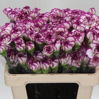 Freshy Korte Anjer “Kino” | Kleur: Wit Paars | Lengte ± 55 centimeter | Per 20 verse bloemen