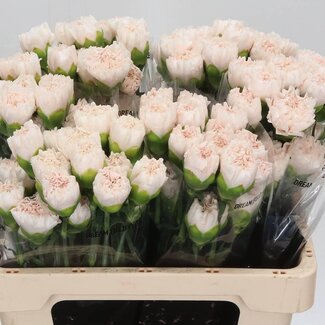 Freshy Oeillet court “Brut” | Couleur: Rose | Longueur ± 55 centimeter | Par 20 fleurs fraîches