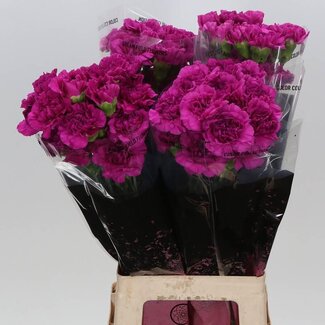 Freshy Œillet long “Dark Farida” | Couleur: Rose | Longueur ± 70 centimètres | Par 20 fleurs fraîches