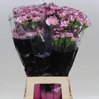 Freshy Lange Anjer “Damascus” | Kleur: Wit Paars | Lengte ± 70 centimeter | Per 20 verse bloemen