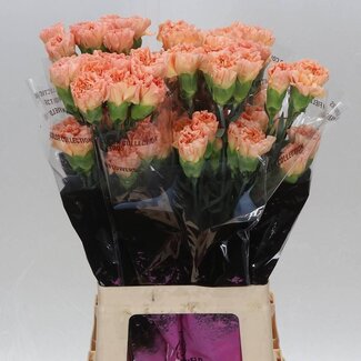 Freshy Lange Anjer “Goldi” | Kleur: Geel Roze | Lengte ± 70 centimeter | Per 20 verse bloemen