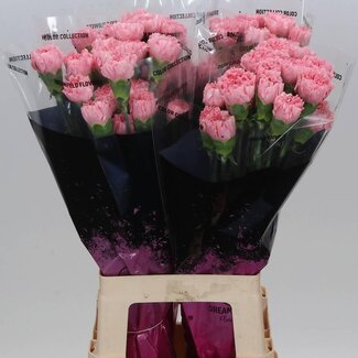 Freshy Oeillet long “Betsy” | Couleur: Rose | Longueur ± 70 centimeter | Par 20 fleurs fraîches