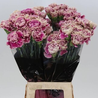 Freshy Lange Anjer “Antiqua” | Kleur: Paars Roze | Lengte ± 70 centimeter | Per 20 verse bloemen