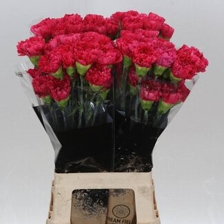 Freshy Oeillet long “Bizet” | Couleur: Rouge | Longueur ± 70 centimeter | Par 20 fleurs fraîches