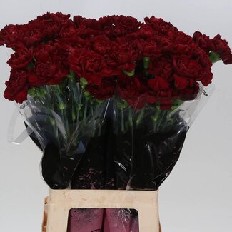 Freshy Long Carnation “Zurigo” | Colour: Red | Length ± 70 centimetre | Per 20 fresh flowers