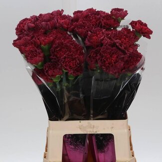 Freshy Long Carnation “Lucy” | Colour: Red | Length ± 65 centimeter | Per 20 fresh flowers