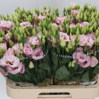 Freshy Eustoma Lisianthus double “Lisanne Light Pink” | Couleur: Rose | Longueur ± 70 centimeter | Par 10 tiges de fleurs fraîches