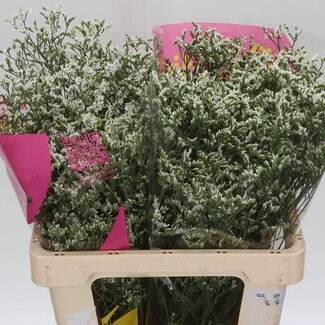 Freshy Limonium Statice Sinuata “China White” | Kleur: Wit | Lengte ± 60 centimeter | Per 25 stelen verse bloemen