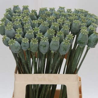 Freshy Papaver Somniferum capsule de graine | Couleur: Vert | Longueur ± 60 centimeter | Par 50 tiges