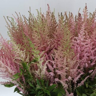 Freshy Astilbe Arendsii “Erika” | Colour: Pink | Length ± 70 centimetre | Per 10 stems fresh flowers