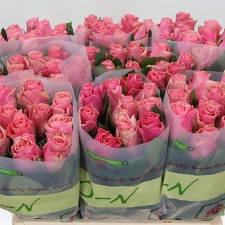 Freshy Roses “Rose clair Tacazzi” | Couleur: rose | Longueur ± 60 centimeter | Par 10 roses