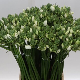 Freshy Ornithogalum Vogelmelk “Pilar” | Couleur: Wit | Longueur ± 55 centimeter | Par 50 tiges fleurs fraîches