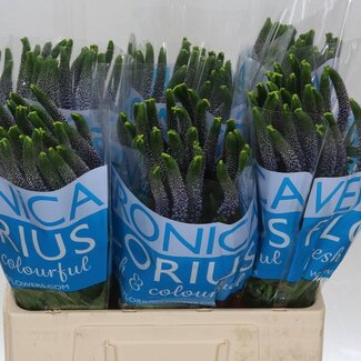 Freshy Veronica “Smart June” | Colour: Blue | Length ± 60 centimetre | Per 25 stems fresh flowers