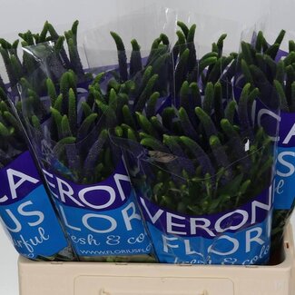 Freshy Veronica “Smart Navy” | Colour: Blue | Length ± 60 centimetre | Per 25 stems fresh flowers