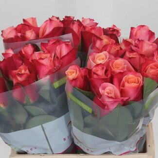 Freshy Roses “Helene” | Couleur: Rose | Longueur ± 40 centimeter | Par 20 roses