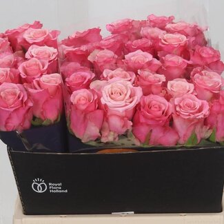 Freshy Rozen “Ramonda” | Kleur: Roze | Lengte ± 40 centimeter | Per 20 rozen