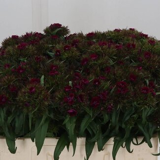 Freshy Dianthus Barbatus Duizendschoon “Barbarella” | Kleur: Paars | Lengte ± 50 centimeter | Per 40 stelen verse bloemen