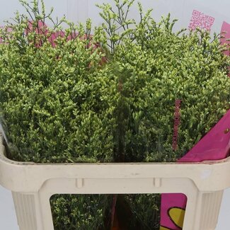 Freshy Limonium Statice Sinuata “China Summer” | Farbe: Gelb | Länge ± 70 centimeter | Pro 25 Stiele frische Blumen