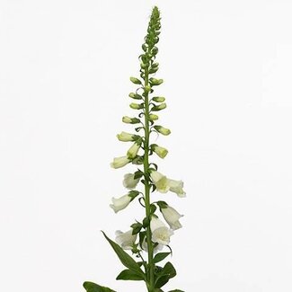 Freshy Digitalis Purpurea Fingerhut “Camelot White” Extra | Farbe: Weiß | Länge ± 100 centimeter | Pro 5 Stielen frische Blumen