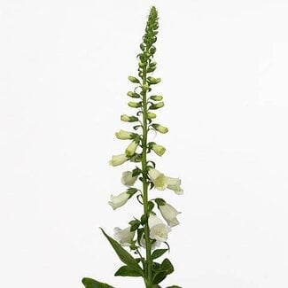 Freshy Digitalis Purpurea Vingerhoedskruid “Camelot White” Extra | Kleur: Wit | Lengte ± 100 centimeter | Per 5 stelen verse bloemen