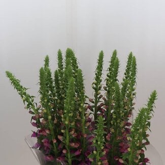 Freshy Digitalis Purpurea Vingerhoedskruid “Camelot Lavender” Extra | Kleur: Paars | Lengte ± 100 centimeter | Per 5 stelen verse bloemen