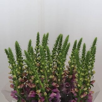 Freshy Digitalis Purpurea Foxglove “Camelot Rose” Extra | Colour: Purple | Length ± 100 centimeter | Per 5 stems fresh flowers