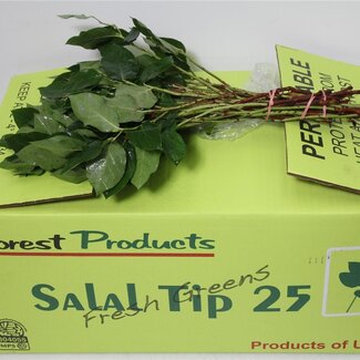 Freshy Pointes de Salal Gaultheria | Couleur: Vert | Longueur ± 40 centimeter | Par 25 branches par botte | Par 5 bottes