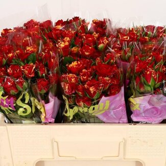 Freshy Hollandse Trosroos “Fire Flash” | Kleur: Rood | Lengte ± 50 centimeter | Per 10 rozen