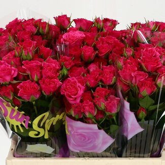 Freshy Rose en grappe hollandaise “Lianne” | Couleur: Rose | Longueur ± 40 centimeter | Par 10 roses