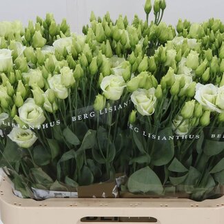 Freshy Eustoma Lisianthus Filled “Rosi Green” | Colour: Green | Length ± 70 centimeter | Per 10 stems fresh flowers