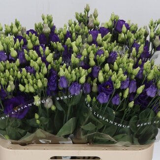 Freshy Eustoma Lisianthus Double “Rosi Blue” | Colour: Purple | Length ± 70 centimetre | Per 10 stems fresh flowers